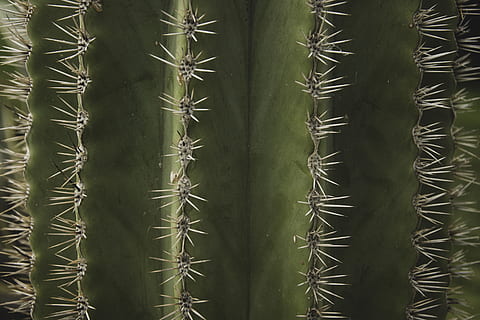 fotografia macro, pianta di cactus, natura, verde, pianta, macro, cactus, spuntone, acuto, avvicinamento, sfondo, naturale, superficie, struttura, CACTU, spina, pianta succulenta, colore verde, modello, sfondi, crescita, foglia, astratto, botanica, deserto, estate, strutturato, spillo, foresta, 2K, CC0, dominio pubblico, privo di copyright