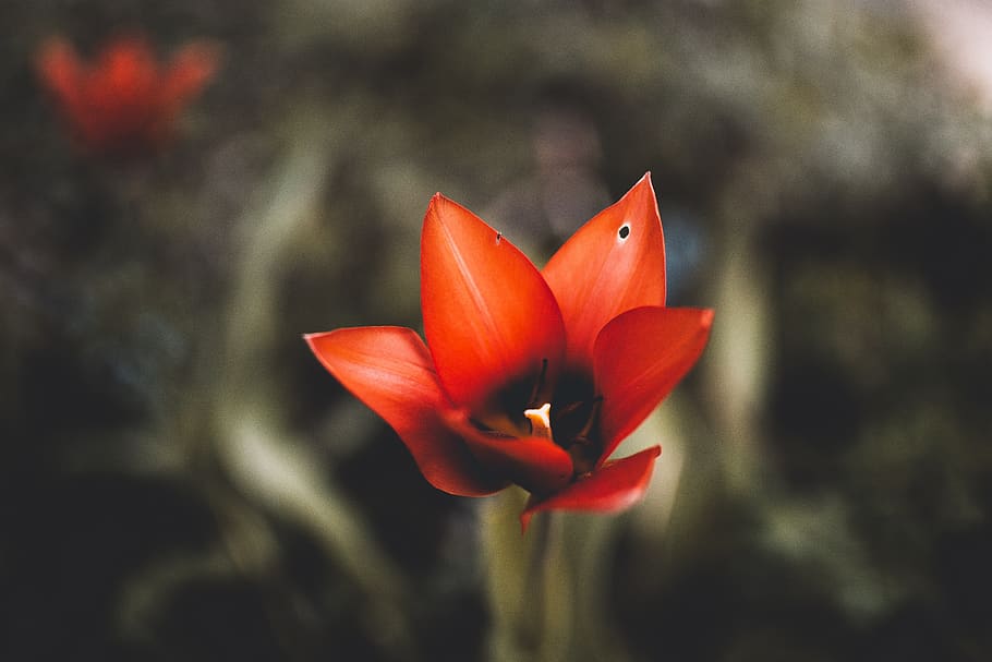 fiore rosso petalo, pianta, fiorire, fiore, geranio, petalo, amaryllidaceae, pesce, animale, amarillide, tulipano, giglio, lino, papavero, polline, antera, croco, Acanthaceae, narciso, gladiolo, fringuello, pianta fiorita, freschezza, fragilità, vulnerabilità, bellezza nella natura, testa di fiore, avvicinamento, infiorescenza, concentrarsi sulle conoscenze acquisite, crescita, rosso, natura, colore arancione, giorno, nessuno, all'aperto, arancia, 5K
