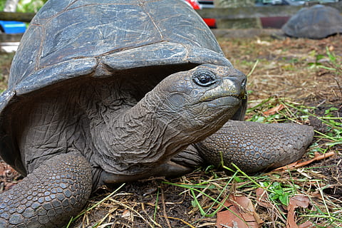 seychelles, Tortuga, temas de animales, animal, fauna animal, reptil, animales en la naturaleza, vertebrado, un animal, nadie, día, de cerca, naturaleza, caparazón de animal, parte del cuerpo del animal, caparazón de tortuga, cáscara, campo, tierra, al aire libre, cabeza de animal, cuello animal, escala animal, 5K, CC0, dominio público, libre de derechos