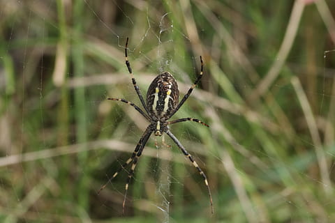 Spinne, Spinnennetz, Raubtier, Insekt, Gras, Tierthemen, Tier, wirbellos, Spinnentier, Tierwelt, Tiere in freier Wildbahn, ein Tier, Gliederfüßer, Zerbrechlichkeit, Nahansicht, Fokus auf den Vordergrund, Netz, Tag, keine Leute, Natur, Pflanze, draußen, Tierbein, Komplexität, 2K, CC0, gemeinfrei, lizenzfrei