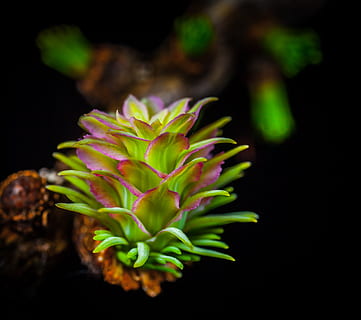 larice, pigna, macro, freschezza, avvicinamento, nessuno, pianta, fiore, cibo, colore verde, cibo e bevande, crescita, sfondo nero, natura, parte vegetale, bellezza nella natura, foglia, girato in studio, pianta fiorita, mangiare sano, vulnerabilità, fragilità, concentrarsi sulle conoscenze acquisite, testa di fiore, giardinaggio, 2K, CC0, dominio pubblico, privo di copyright