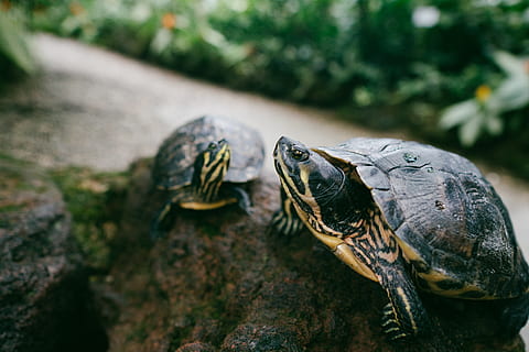 dues tortugues marrons, temes d'animals, animal, tortuga, fauna animal, rèptil, un animal, animals a la natura, vertebrats, shell, closca d’animals, primer pla, naturalesa, cap gent, closca de tortuga, centrar-se en primer pla, dia, a l'aire lliure, marí, 5K, CC0, domini públic, lliure de regalies