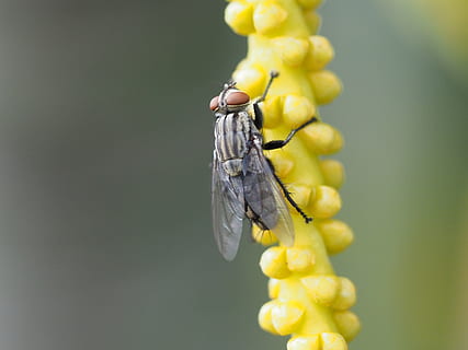 volar, insecte, macro, error, florir, flor, groc, naturalesa, mosques, espeluznants espeluznants, temes d'animals, un animal, invertebrat, animal, fauna animal, primer pla, animals a la natura, bellesa a la natura, planta amb flors, frescor, cap gent, centrar-se en primer pla, fragilitat, planta, vulnerabilitat, ala dels animals, cap de flor, a l'aire lliure, polinització, 2K, CC0, domini públic, lliure de regalies
