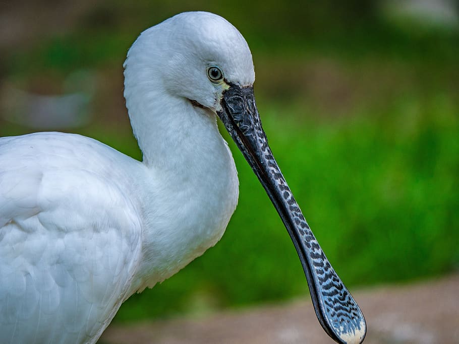 ocell, oriental, löffler, factura, animal, temes d'animals, vertebrats, fauna animal, un animal, animals a la natura, centrar-se en primer pla, primer pla, bec, dia, cap gent, Color blanc, part del cos dels animals, naturalesa, a l'aire lliure, cap d’animals, egret, coll d'animals, mirant, ull d’animals, 4K
