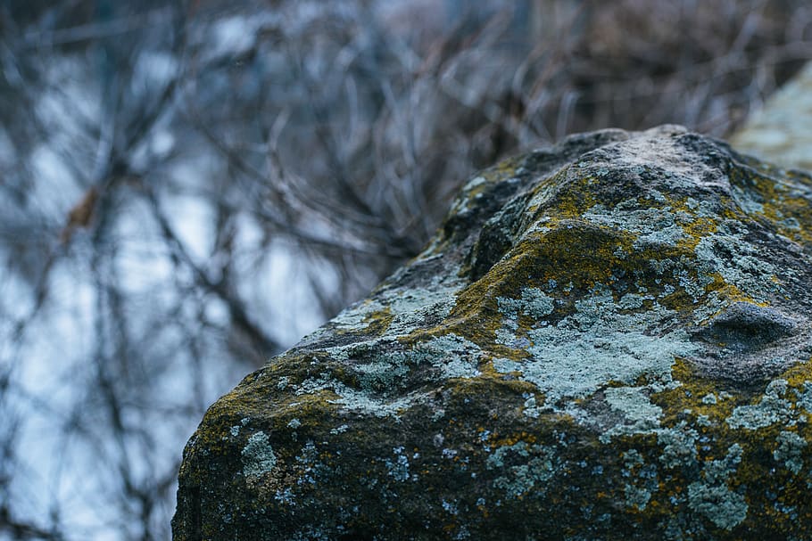gris, concret, pedra, verd, motlle, fred, medi ambient, granit, paisatge, liquen, molsa, roques molses, parc, rock, neu, textura, arbre, aigua, hivern, fusta, rock - object, sòlid, cap gent, primer pla, naturalesa, planta, dia, centrar-se en primer pla, aspre, a l'aire lliure, tronc de l'arbre, temperatura de fred, tronc, escorça, 4K