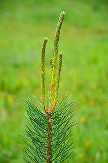 furu, tre, natur, nåletre, nåler, toppen av furutrærne, grønn, grønn bakgrunn, grønn farge, anlegg, vekst, fokusere på forgrunnen, nærbilde, ingen folk, skjønnhet i naturen, dag, land, felt, ro, jordbruk, utendørs, kornblanding, avling, landskap, blad, landlige scene, gård, 4K, CC0, offentlig domene, opphavsrett gratis