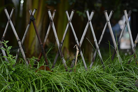 rumput hijau, flora, menanam, rumput, penanam, vas, botol, Rempah, tembikar, tanaman di dalam pot, warna hijau, tidak ada orang, bidang, alam, hari, keamanan, tanah, pagar, pertumbuhan, pembatas, batas, logam, perlindungan, di luar rumah, fokus selektif, sinar matahari, ketenangan, bilah rumput, 2K, CC0, domain publik, bebas royalti