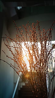 rayo de sol, Dom, retroiluminado, iluminar desde el fondo, Mañana, luz de la mañana, planta de la mañana, planta difusa, borroso, rayo de la mañana, planta, naturaleza, belleza en la naturaleza, crecimiento, cielo, nadie, centrarse en primer plano, luz del sol, de cerca, puesta de sol, tranquilidad, día, al aire libre, vista de ángulo bajo, fragilidad, flor, vulnerabilidad, planta floreciendo, color naranja, tallo de la planta, tallo, 5K, CC0, dominio público, libre de derechos