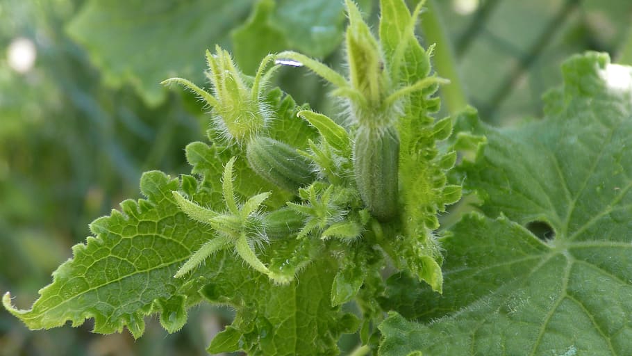 cogombres, kukumer, fresc, procés de maduració, bio, nutrició, vegà, cogombre de jardí, per cultivar, color verd, full, part de la planta, creixement, menjar, menjar i beguda, primer pla, naturalesa, planta, frescor, alimentació saludable, cap gent, dia, vegetals, centrar-se en primer pla, a l'aire lliure, bellesa a la natura, benestar, herba, enfocament selectiu, fulla de menta - culinària, jardineria, 5K