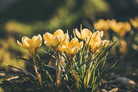 crocus, printemps, fleur, fleur de printemps, fleurs, Floraison, flore, la nature, jaune, belle, jardin, Prairie, plante à fleurs, plante, fraîcheur, croissance, fragilité, beauté dans la nature, vulnérabilité, pétale, fermer, se concentrer sur le premier plan, champ, terre, personne, tête de fleur, journée, inflorescence, en plein air, 5K, CC0, domaine public, libre de droits