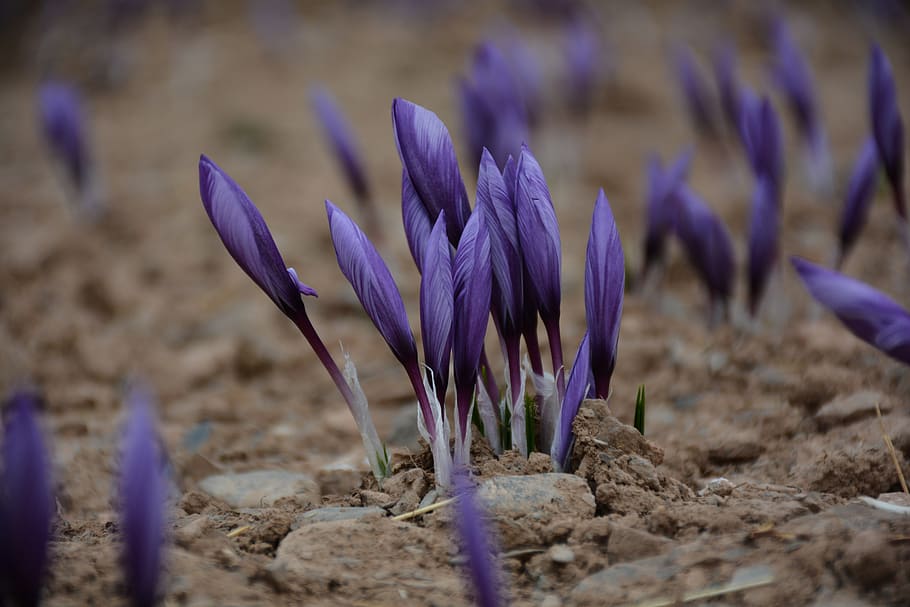 iran, mashhad, porpra, flor, planta amb flors, vulnerabilitat, fragilitat, planta, naturalesa, primer pla, creixement, frescor, safrà, bellesa a la natura, terra, iris, enfocament selectiu, pètal, cap gent, dia, camp, centrar-se en primer pla, cap de flor, a l'aire lliure, 1080P
