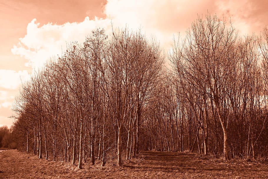 bosc, arbreda, arbre, tronc, arbre esvelt, arbre nu, arbre d’hivern, caducifoli, camí, Cels rosats, núvols, paisatge, paisatge holandès, rural, camp, planta, cel, terra, tranquil·litat, naturalesa, núvol - cel, escena tranquil·la, bellesa a la natura, cap gent, escena no urbana, dia, escenics - natura, a l'aire lliure, medi ambient, creixement, canvi, treelined, 5K