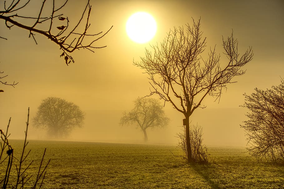 arbres, sol, retroiluminació, boira, estètic, branques, boirina, nebulós, vista general, silueta, hdr, rang dinàmic alt, contrast, sortida del sol, naturalesa, humor, paisatge, cel, taronja, groc, protector bucal, enlluernar, horitzó, planta, arbre, bellesa a la natura, escena tranquil·la, escenics - natura, tranquil·litat, camp, arbre nu, posta de sol, medi ambient, terra, cap gent, escena no urbana, herba, branca, a l'aire lliure, 5K
