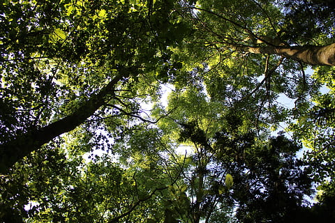 pohon, hutan, musim panas, tanaman hijau, matahari, bermesraan, cahaya, Daun-daun, fotografi, alam, di luar ruangan, pagi, pinus, elm, lingkungan Hidup, menanam, tampilan sudut rendah, pertumbuhan, keindahan di alam, ketenangan, cabang, hari, warna hijau, tidak ada orang, batang pohon, kanopi pohon, bagasi, bingkai penuh, di luar rumah, tanah, idilis, langit, tepat di bawah, tinggi, 5K, CC0, domain publik, bebas royalti