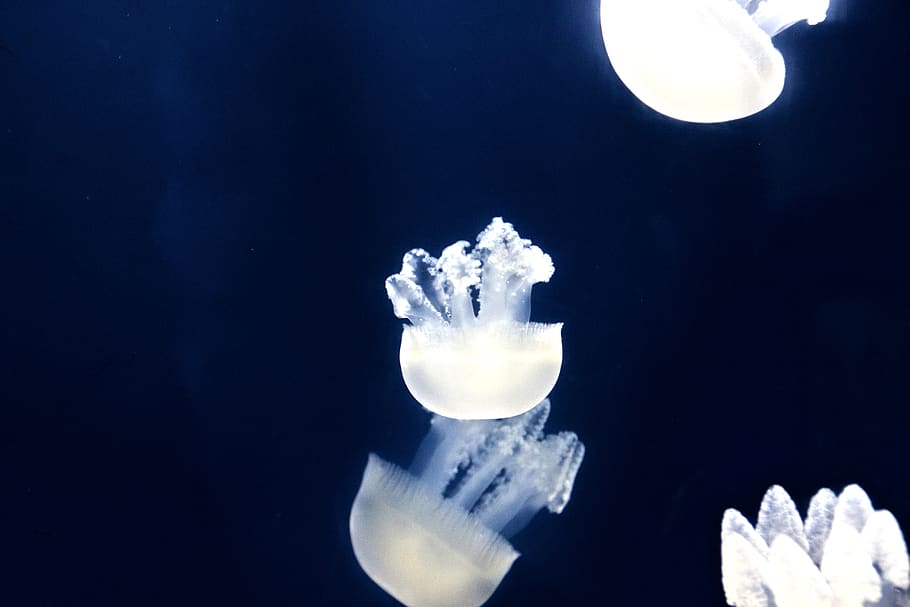 fons de pantalla meduses blanques, cristall, dubai, Emirats Àrabs Units, meduses, bombeta, llum, brillar, blanc, sota l'aigua, a l'aire lliure, neu, gelades, gel, antera, planta, flor, flora, aquari, centre comercial de Dubai, mar, animals a la natura, fauna animal, aigua, nedar, temes d'animals, animal, la vida marina, invertebrat, naturalesa, marí, cap gent, grup d’animals, blau, bellesa a la natura, dipòsit, submarí, fons blau, compost digital, 5K