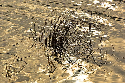 gräs, flod, reflexion, spegling, våg, vind, vinterbilder, vatten, ljus, belysning, Sol, gyllene, natur, avslappning, inget folk, träd, växt, solljus, dag, sjö, utomhus, högvinkelvy, gren, landa, skönhet i naturen, lugn, tillväxt, strand, död växt, 5K, CC0, offentligt domän, royaltyfria