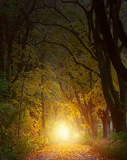 selettivo, foto di messa a fuoco, chiaro, sentiero, alberi, retroilluminato, buio, luce del giorno, ambiente, nebbia, foresta, paesaggio, natura, parco, strada, panoramico, rami d'albero, boschi, albero, pianta, terra, la tranquillità, bellezza nella natura, nessuno, scena tranquilla, tronco d'albero, crescita, tronco, autunno, scenics - natura, illuminato, all'aperto, modificare, bosco, ramo, luce del sole, streaming, 4K, CC0, dominio pubblico, privo di copyright
