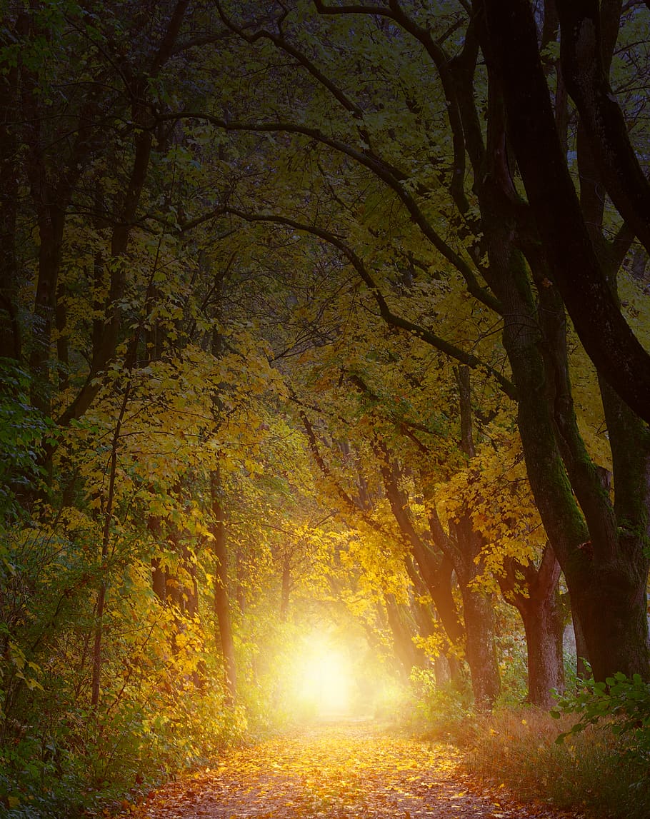 selettivo, foto di messa a fuoco, chiaro, sentiero, alberi, retroilluminato, buio, luce del giorno, ambiente, nebbia, foresta, paesaggio, natura, parco, strada, panoramico, rami d'albero, boschi, albero, pianta, terra, la tranquillità, bellezza nella natura, nessuno, scena tranquilla, tronco d'albero, crescita, tronco, autunno, scenics - natura, illuminato, all'aperto, modificare, bosco, ramo, luce del sole, streaming, 4K