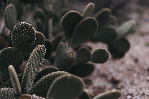 cactus verd, planta, cactus, arbre, conífera, abies, avet, pol·len, làrix, regadora, llauna, pi, agavaceae, marró, ventilador elèctric, full, teix, naturalesa, mesa, a l'aire lliure, creixement, planta suculenta, enfocament selectiu, primer pla, bellesa a la natura, cap gent, centrar-se en primer pla, dia, espina, terra, color verd, tranquil·litat, flor, vista d’angle alt, botànica, espigada, picant, 5K, CC0, domini públic, lliure de regalies