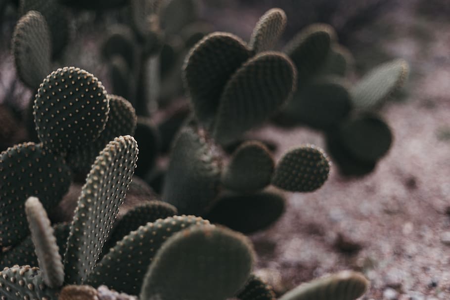 cactus verd, planta, cactus, arbre, conífera, abies, avet, pol·len, làrix, regadora, llauna, pi, agavaceae, marró, ventilador elèctric, full, teix, naturalesa, mesa, a l'aire lliure, creixement, planta suculenta, enfocament selectiu, primer pla, bellesa a la natura, cap gent, centrar-se en primer pla, dia, espina, terra, color verd, tranquil·litat, flor, vista d’angle alt, botànica, espigada, picant, 5K