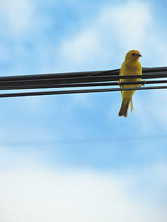 bird, animal themes, vertebrate, animal, animal wildlife, one animal, animals in the wild, perching, sky, low angle view, no people, yellow, day, parrot, outdoors, nature, copy space, cloud - sky, blue, parakeet, 1080P, CC0, public domain, royalty free