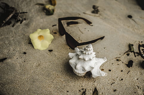 person, taking, photo, black, sunglasses, beside, conch shell, yellow, flower, sand, seashell, shell, sea, beach, shore, seaside, summer, wafe, lonely, dark, sad, laconic, minimalismlife, minimalism, minimal, sea seaside, water, animal Shell, nature, starfish, backgrounds, vacations, close-up, travel, no People, coastline, 4K, CC0, public domain, royalty free