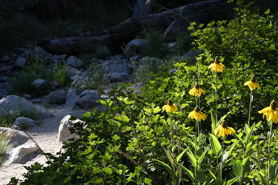 alveo, fiori, foresta, pianta, pianta fiorita, crescita, fiore, bellezza nella natura, natura, nessuno, giallo, freschezza, terra, acqua, colore verde, vulnerabilità, fragilità, giorno, roccia, foglia, parte vegetale, all'aperto, testa di fiore, 4K
