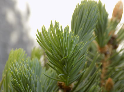 Ukraine, Melitopol, Kiefer, Nadeln, grüne Farbe, Pflanze, Blatt, Pflanzenteil, Natur, Wachstum, Nahansicht, keine Leute, Schönheit in der Natur, Tag, selektiver Fokus, draußen, Fokus auf den Vordergrund, Baum, Essen und Trinken, Frische, Lebensmittel, Ruhe, Umgebung, Nadelbaum, Palmblatt, 5K, CC0, gemeinfrei, lizenzfrei