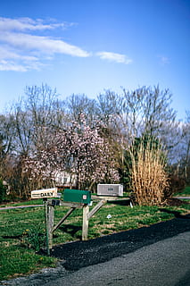 caselle di posta, pianta, albero, cielo, natura, giorno, crescita, erba, nuvola - cielo, bellezza nella natura, fiore, luce del sole, campo, nessuno, colore verde, terra, fiorire, pianta fiorita, all'aperto, parco, la tranquillità, primavera, fiore di ciliegio, 5K, CC0, dominio pubblico, privo di copyright