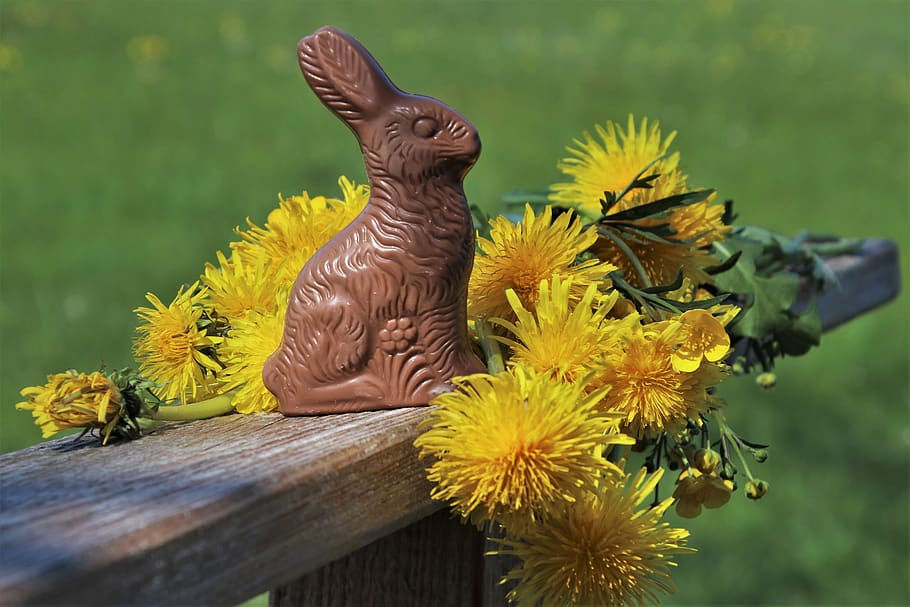 Pasqua, conill, dent de lleó, orelles, calories, a, un, la dolçor, menjar, primavera, personalitzat, dolç, orgullós, decoracions de pasqua, xocolata, decoració de pasqua, per a tu, verd, la frescor, conillets de xocolata, el conill de Pasqua, florint, saborós, el rerefons, animal, ocell, temes d'animals, groc, vertebrats, planta amb flors, flor, material de fusta, dia, fauna animal, animals a la natura, planta, naturalesa, centrar-se en primer pla, primer pla, cap gent, un animal, a l'aire lliure, pollastre - ocell, cap de flor, 5K