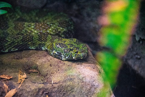 slange, python, krybdyr, Zoo, jungle, grøn, dyreliv, hoved, farligt, træ, farverig, dyr, selektiv fokusering, tæt på, dag, ingen mennesker, plante, natur, grøn farve, blad, et dyr, plante del, mos, solid, fokus på forgrunden, dyr i naturen, klippe, dyre temaer, udendørs, rock-objekt, lave om, giftig, lichen, 5K, CC0, offentligt domæne, royaltyfrie