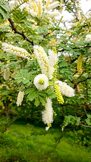 India, savar kundla, pianta, crescita, fiore, pianta fiorita, bellezza nella natura, avvicinamento, vulnerabilità, fragilità, freschezza, giorno, concentrarsi sulle conoscenze acquisite, natura, nessuno, colore verde, Colore bianco, all'aperto, albero, foglia, parte vegetale, infiorescenza, testa di fiore, 4K, CC0, dominio pubblico, privo di copyright