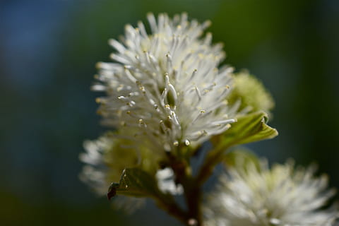 blomstring, forår, blomst, plante, blomstrende plante, skønhed i naturen, vækst, sårbarhed, skrøbelighed, friskhed, tæt på, kronblad, blomsterhoved, blomsterstand, selektiv fokusering, natur, ingen mennesker, fokus på forgrunden, hvid farve, dag, udendørs, pollen, 5K, CC0, offentligt domæne, royaltyfrie