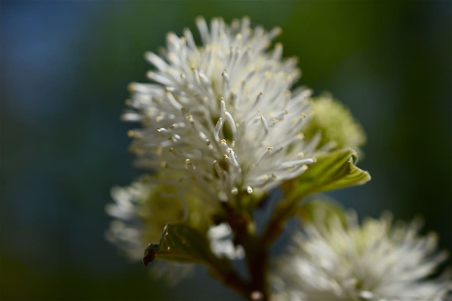 blomstring, forår, blomst, plante, blomstrende plante, skønhed i naturen, vækst, sårbarhed, skrøbelighed, friskhed, tæt på, kronblad, blomsterhoved, blomsterstand, selektiv fokusering, natur, ingen mennesker, fokus på forgrunden, hvid farve, dag, udendørs, pollen, 5K