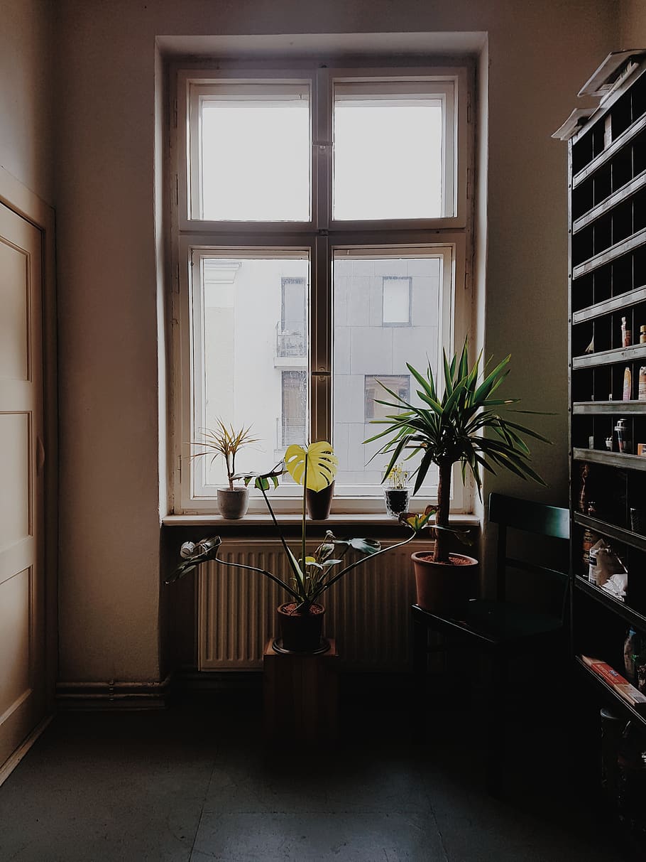 geschlossenes Glasfenster, Bodenbelag, Person, Mensch, drinnen, Innenarchitektur, Regal, Geländer, Wohnzimmer, Zimmer, Berlin, Deutschland, Fußboden, Möbel, Pflanze, Wohnkultur, Blume, blühen, Blumenschmuck, einfach, Fenster, Topfpflanze, Wohngebäude, die Architektur, Tag, keine Leute, Natur, Wachstum, Sitz, gebaute Struktur, Zimmerpflanze, Wohnraum, Tabelle, Stuhl, Gebäude, Abwesenheit, Blumentopf, Wohnung, 4K