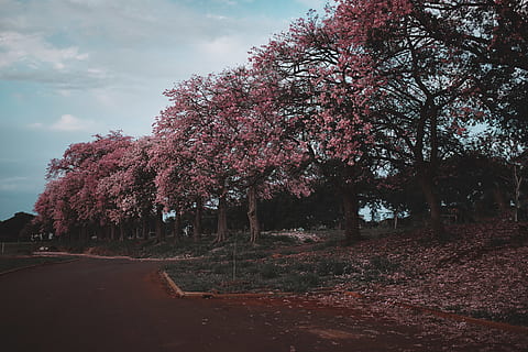 arbres en flor rosats, bonic, arbre en flor, Flors de cirerer, color, la llum del dia, medi ambient, fulles caigudes, flors, jardí, herba, creixement, paisatge, naturalesa, a l'aire lliure, parc, flors de color rosa, carretera, escènic, temporada, primavera, arbres, arbre, planta, cel, bellesa a la natura, flor, núvol - cel, dia, planta amb flors, cap gent, tranquil·litat, color rosa, terra, escenics - natura, tardor, flor de cirerer, canvi, cirerer, 5K, CC0, domini públic, lliure de regalies