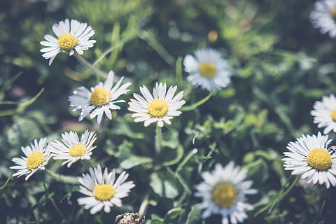 Tusenfryd, daises, blad, gress, anlegg, blomst, natur, utendørs, blomstrende plante, friskhet, skjønnhet i naturen, sårbarhet, skjørhet, petal, blomsterhodet, vekst, inflorescence, nærbilde, gul, ingen folk, selektiv fokusering, dag, hvit farge, fokusere på forgrunnen, pollen, 5K, CC0, offentlig domene, opphavsrett gratis