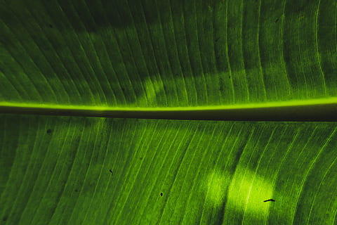 bananblad, blad, grøn, mønster, grøn farve, fuld ramme, ingen mennesker, naturligt mønster, baggrunde, plante del, skønhed i naturen, tæt på, natur, plante, vækst, tekstureret, blade, abstrakt, dag, udendørs, træ, palmblad, 2K, CC0, offentligt domæne, royaltyfrie