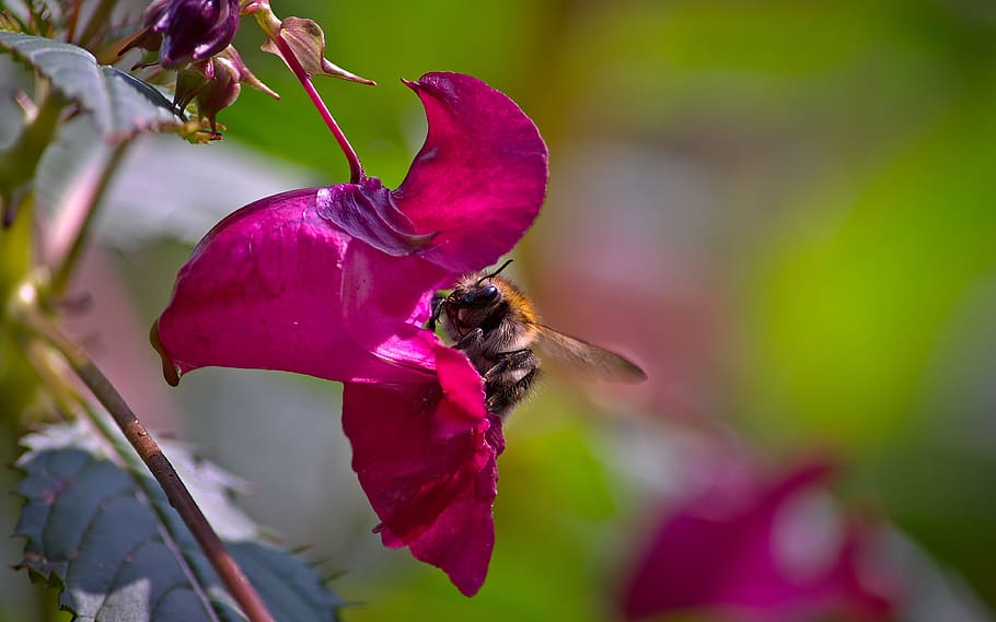bombo, impatiens, fiore, lavoro, la raccolta di, insetti, laborioso, pianta, rosa, giardino, insetto, un animale, pianta fiorita, temi animali, bellezza nella natura, animali allo stato selvatico, petalo, fauna selvatica, crescita, ape, fragilità, animale, vulnerabilità, avvicinamento, invertebrato, concentrarsi sulle conoscenze acquisite, freschezza, nessuno, impollinazione, testa di fiore, all'aperto, viola, 4K