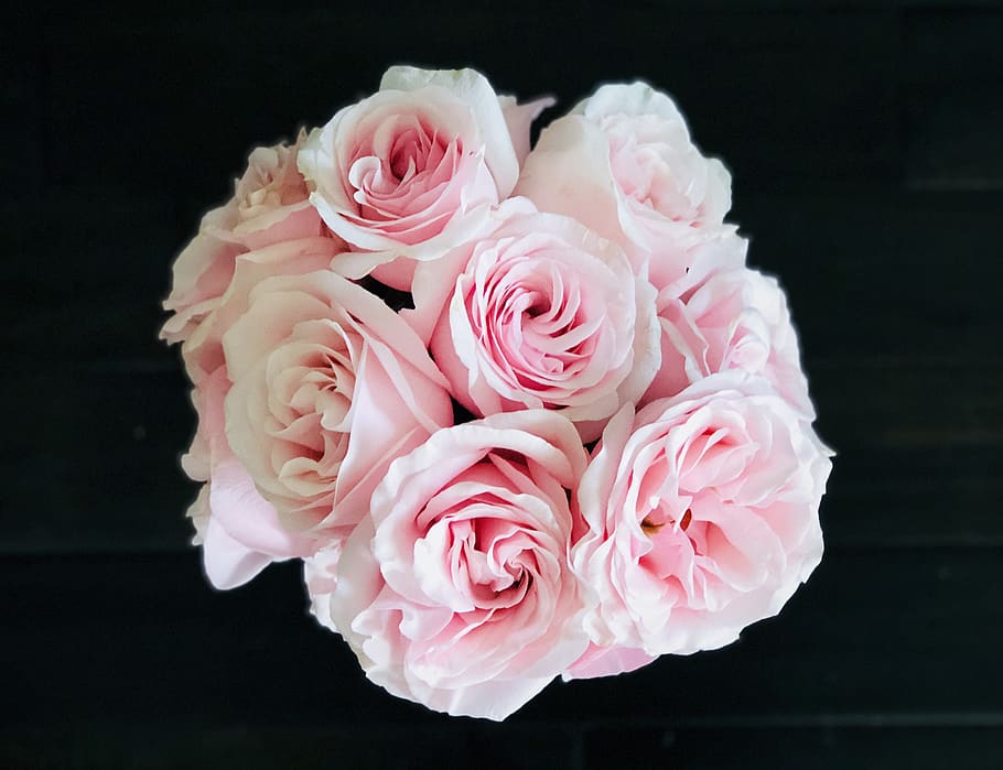 roses roses, planta, flor, ram de flors, arranjament floral, West Palm Beach, Estats Units, rosa, flors, clavell, gerani, peònia, pètal, diamant, accessori, pedres precioses, joieria, accessoris, gladiols, color rosa, planta amb flors, bellesa a la natura, vulnerabilitat, frescor, cap de flor, fragilitat, primer pla, inflorescència, tir de l'estudi, fons negre, naturalesa, cap gent, flor de roses, a l'interior, suavitat, bouquet, 4K