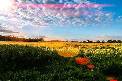 câmpuri, copaci, soare, apus de soare, lentila flacara, lanuri de grâu, raza de soare, pădure, vară, camp, frumusețe în natură, teren, plantă, o scenă liniștită, peisaj, cer, scenice - natura, mediu inconjurator, liniște, natură, creştere, nor - cer, rural, floare, culoare portocalie, nici o persoana, agricultură, zi, planta cu flori, în aer liber, 5K, CC0, domeniu public, fără drepturi de autor