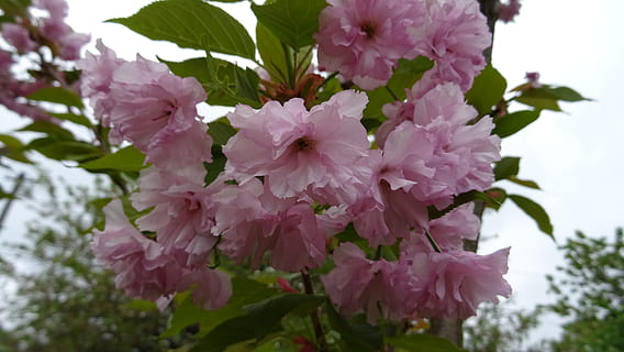 sakura, cherry blossoms, spring, flower, flowering plant, plant, fragility, beauty in nature, vulnerability, freshness, pink color, growth, petal, close-up, blossom, inflorescence, flower head, nature, tree, botany, no people, springtime, outdoors, cherry blossom, bunch of flowers, cherry tree, pollen, lilac, 5K, CC0, public domain, royalty free