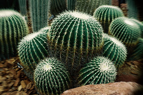 cactus, planta suculentă, ghimpe, plantă, creştere, a închide, baril cactus, natură, zi, nici o persoana, Culoarea verde, frumusețe în natură, ascuțit, modelul natural, ghimpat, să se concentreze asupra primelor elemente, în aer liber, camp, planta in ghiveci, semn de avertizare, ţepos, arid clima, 5K, CC0, domeniu public, fără drepturi de autor