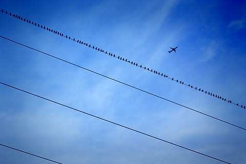 sky, high, wire, performance, current, blue, aircraft, birds, technology, high voltage, power supply, voltage, electricity, energy, elektrik, power line, low angle view, flying, cloud - sky, air vehicle, vertebrate, airplane, mode of transportation, animal themes, no people, cable, animal, bird, transportation, day, animals in the wild, nature, animal wildlife, outdoors, vapor trail, 4K, CC0, public domain, royalty free