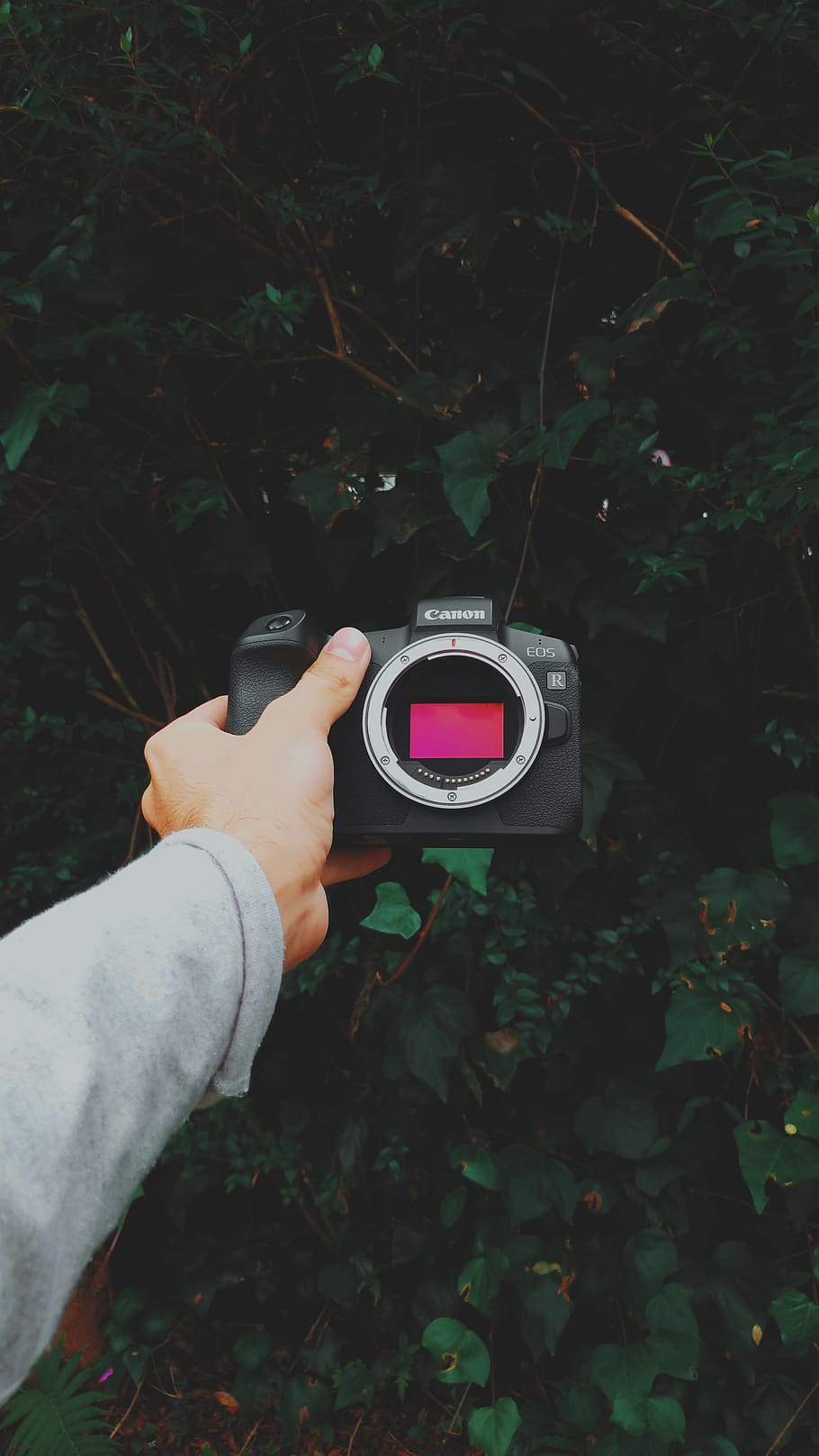 black, canon camera, left, hand, camera, canon, human hand, real people, one person, plant, nature, human body part, holding, technology, land, leaf, plant part, photography themes, day, forest, outdoors, tree, leisure activity, lifestyles, digital camera, finger, photographer, 4K