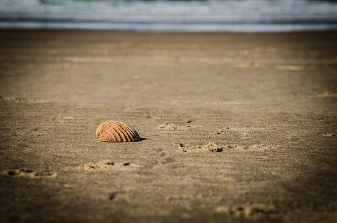 shell, platja, sorra, mar, vacances, Costa, estiu, oceà, musclos, naturalesa, aigua, platja de sorra, banc, onada, carcassa, terra, closca d’animals, fauna animal, animal, cap gent, dia, enfocament selectiu, petxina de mar, temes d'animals, un animal, tranquil·litat, a l'aire lliure, primer pla, nivell superficial, 4K, CC0, domini públic, lliure de regalies