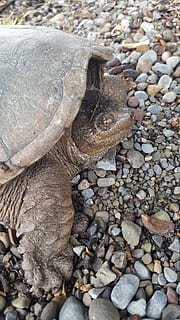 tortuga mordedora, lago, tortugas, tortuga anidando, naturaleza, fauna silvestre, Tortuga, rock, sólido, fauna animal, animal, piedra, animales en la naturaleza, temas de animales, roca - objeto, un animal, piedra - objeto, Guijarro, nadie, de cerca, día, vista de alto ángulo, tierra, playa, al aire libre, vertebrado, grava, marina, 5K, CC0, dominio público, libre de derechos