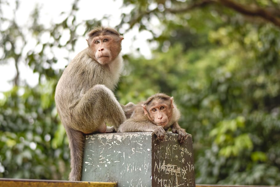 mico, mare, cura, bosc, wayanad, primat, fauna animal, mamífer, animals a la natura, assegut, centrar-se en primer pla, grup d’animals, dia, vertebrats, retrat, arbre, mirant la càmera, cap gent, animal jove, dos animals, naturalesa, a l'aire lliure, família d’animals, 5K