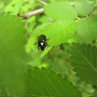 insekt, bille, sort, jordbille, natur, dyr, plante, blade, grøn, blad, plante del, hvirvelløse, grøn farve, dyre temaer, dyr i naturen, et dyr, dyreliv, vækst, tæt på, dag, ingen mennesker, fokus på forgrunden, skønhed i naturen, flyve, dyrefløj, udendørs, 2K, CC0, offentligt domæne, royaltyfrie