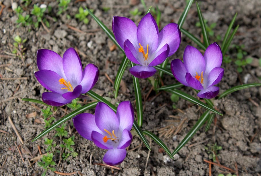 croco, primavera, zafferano, fiori di primavera, viola, fiori, fiore, natura, pianta fiorita, fragilità, freschezza, petalo, vulnerabilità, pianta, bellezza nella natura, avvicinamento, crescita, testa di fiore, infiorescenza, campo, iris, terra, nessuno, giorno, all'aperto, 4K